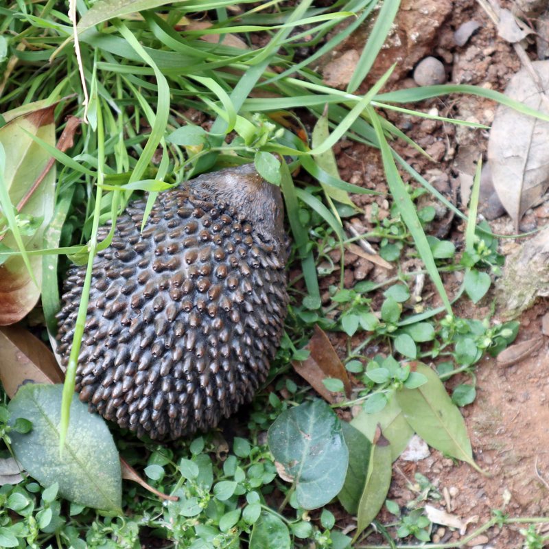 Outdoor Hedgehog Key Hider - Weather-Resistant Fake Rock Safe Lock Box for Garden and Yard