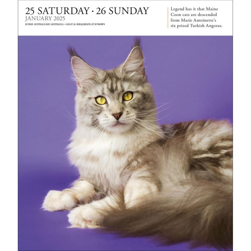 Cat Calendar 2025 Gallery Desk Calendar with Stunning Cat Photos - Desktop Display
