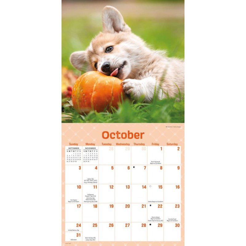 Playful Puppies 2027 Mini Wall Calendar - Adorable Furry Pet Decor