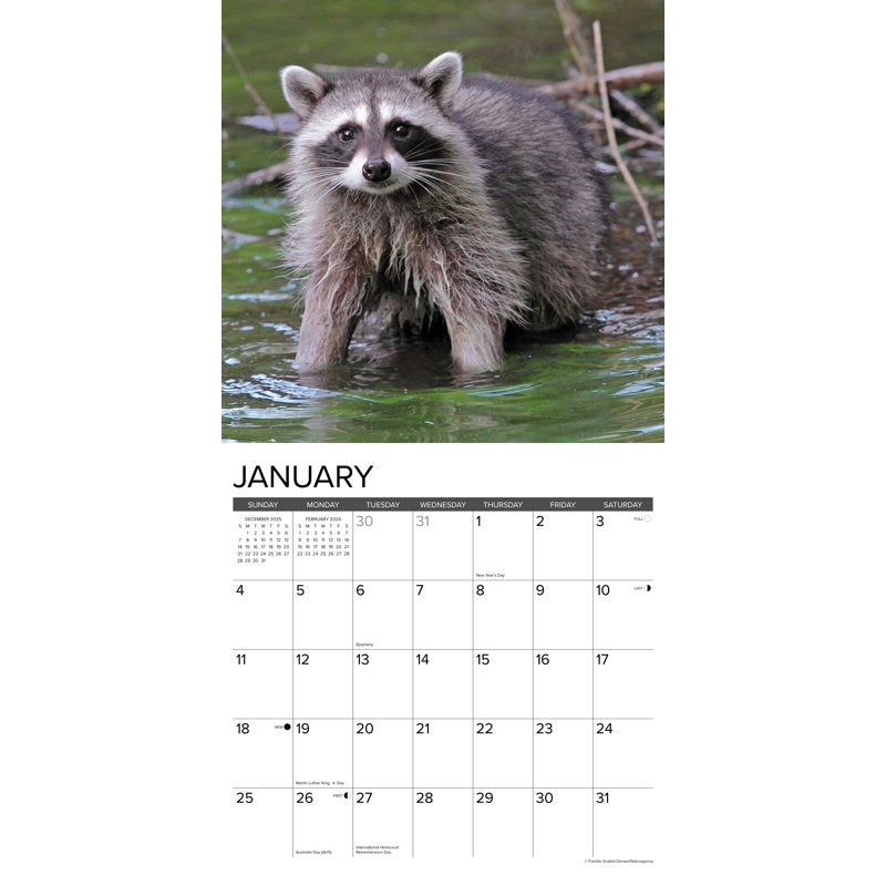 Rascally Raccoons 2026 Wall Calendar - Adorable Animal Decor for Animal Lovers
