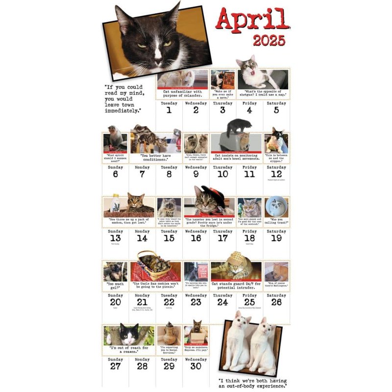 Bad Cat Wall Calendar 2025: Hilarious Feline Misfits with Attitude