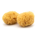 Neptune Caribbean Sea Sponge 2 Pack, Hand Cut, Medium, Approx. 5-6 inches