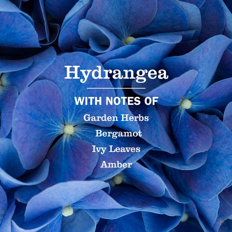 Hydrangea Scent Liquid Hand Soap - Moisturizing & Garden-Inspired, 3 Pack