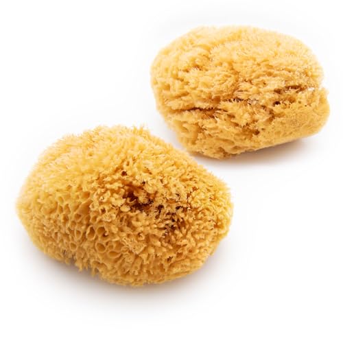 Neptune Caribbean Sea Sponge 2 Pack, Hand Cut, XXL, Approx. 8-9 inches
