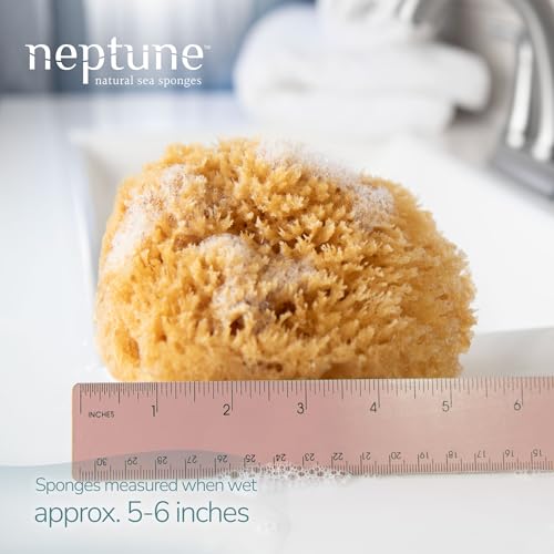 Neptune Caribbean Sea Sponge 2 Pack, Hand Cut, Medium, Approx. 5-6 inches
