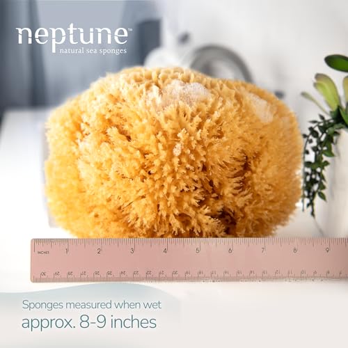 Neptune Caribbean Sea Sponge 2 Pack, Hand Cut, XXL, Approx. 8-9 inches