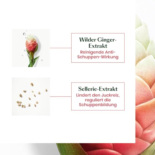 Rene Furterer NEOPUR Scalp Balancing Shampoo - For Dry Scalps Prone to Loose Dandruff - With Wild Ginger & Celery Seed - Dermatologist Tested - 5 fl. oz.