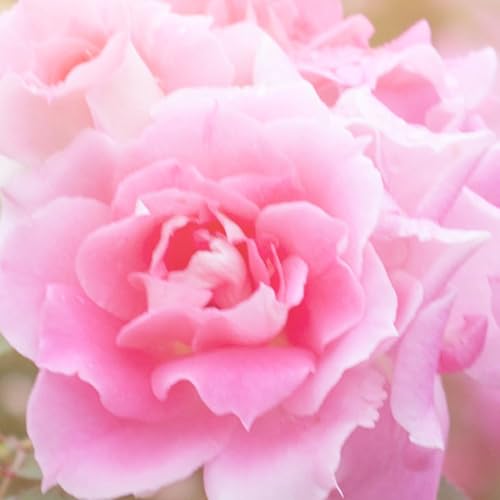 Petal Fresh Pure Brightening Rose Makeup Removing, Cleansing Towelettes, Gentle Face Wipes, Daily Cleansing, Vegan and Cruelty Free, 60 count