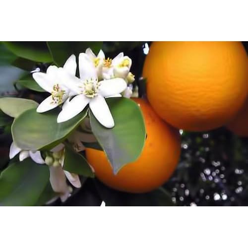 Premium Organic Moroccan Orange Blossom (Neroli) Water | 4oz Spray Imported from Morocco | Food Grade | Packed with Natural Antioxidants. Perfect for Hydrating & Rejuvenating Your Face & Neck
