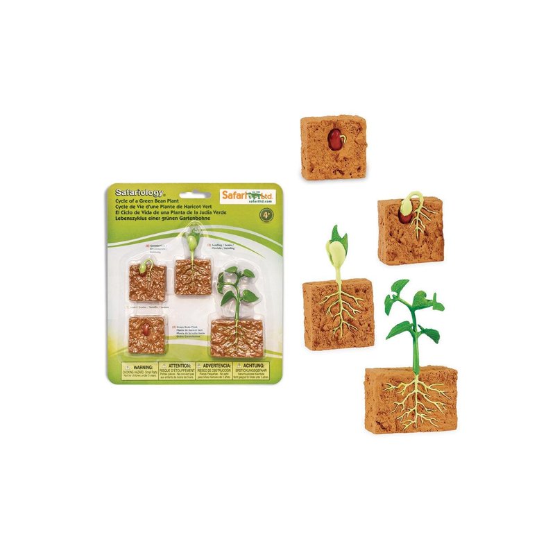 Educational Green Bean Plant Life Cycle Figurine Set for Kids Age 4+
