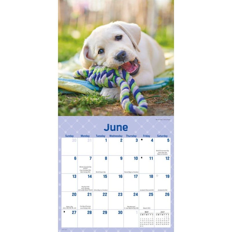 Playful Puppies 2027 Mini Wall Calendar - Adorable Furry Pet Decor