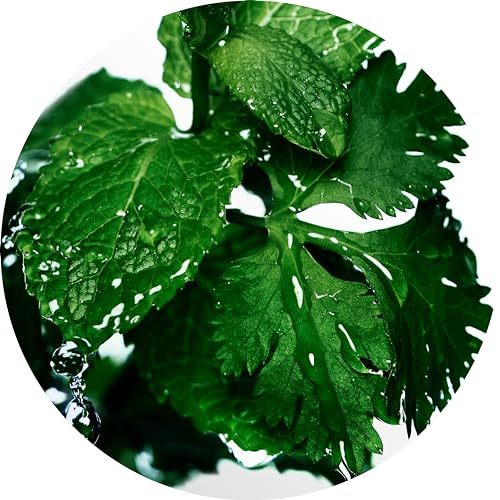 Davidoff Cool Water Aftershave Splash for Men With Notes of Coriander, Mint, Lavender & Amber 4.2 fl oz