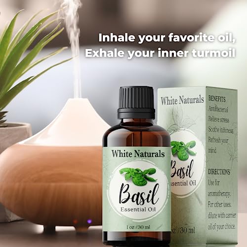 Basil Essential Oil,100% Pure & Natura, Therapeutic Grade Basil Oil for Aromatherapy, Great for Skin, Massage, Diffuser Candle & Soap Making, Plant Therapy 1 oz Bottle with Dropper