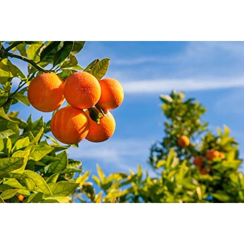 Baronessa Cali Tarocco Sicilian Blood Orange Foot Cream - Refreshing and Moisturizing - 4 Ounce