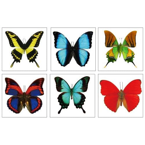 Large Butterfly Temporary Tattoos by Butterfly Utopia (6 Sheets)