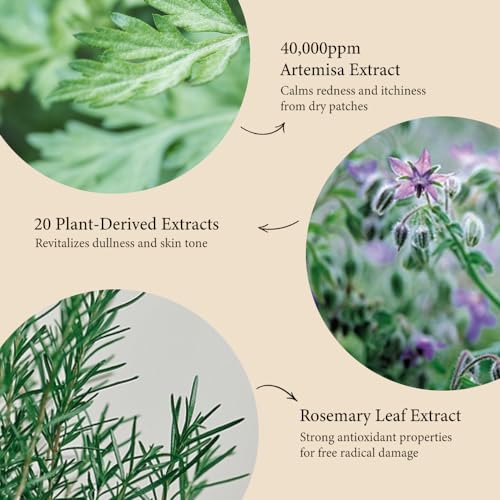 Fraijour Artemisia Bubble Facial Foam ? Korean Instant Foaming Face Cleanser for Dry & Sensitive Skin, Hydrating & Gentle Daily Wash, pH Balanced with Plant Extracts, Touchless Dispensing, 7.05 oz.