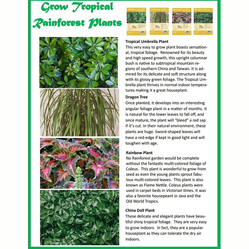 Tropical Rainforest Jungle DIY Biosphere Terrarium Kit - Grow Mini Plants & Animal Figures