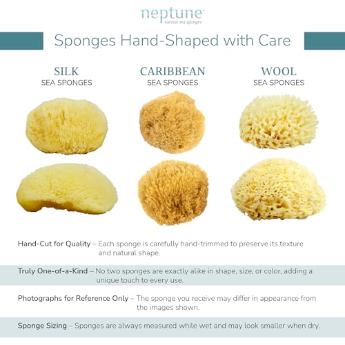 Neptune Caribbean Sea Sponge 2 Pack, Hand Cut, XXL, Approx. 8-9 inches
