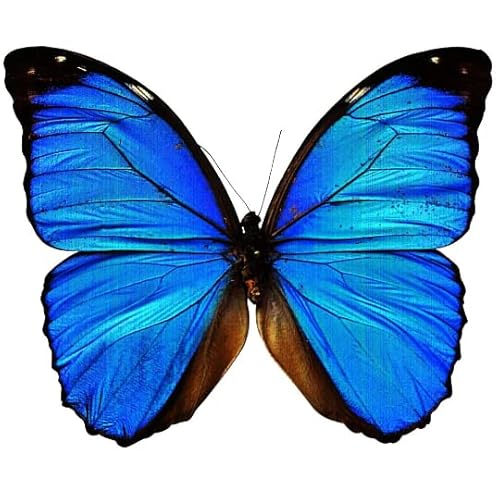 Temporary Tattoo Blue Butterfly 1 inch x 1 inch (set of 3)