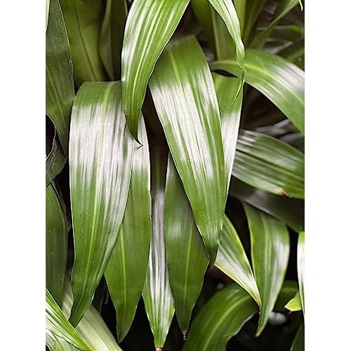 L?on &?George Black Soap Leaf Cleaner Spray for Houseplants