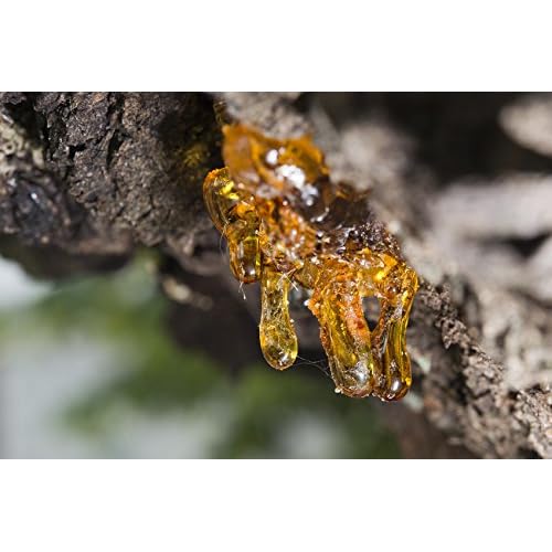 US Organic 100% Pure Frankincense Essential Oil, USDA Certified Organic, Steam Distilled, Boswellia serrata, Origin_India, Use Topically or in Diffuser (30 ml, Value 2Pack)