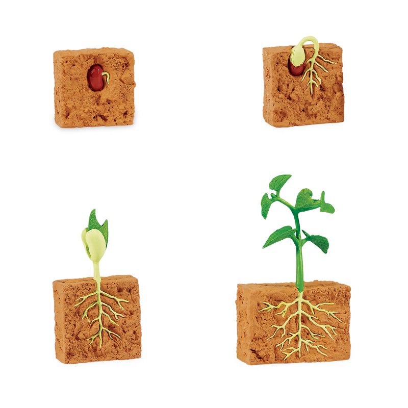 Educational Green Bean Plant Life Cycle Figurine Set for Kids Age 4+