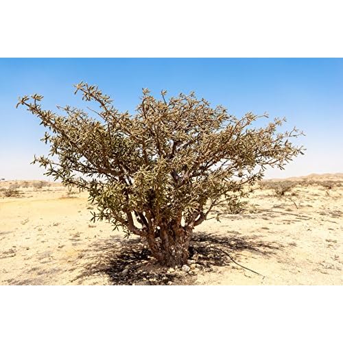 US Organic 100% Pure Frankincense Essential Oil, USDA Certified Organic, Steam Distilled, Boswellia serrata, Origin_India, Use Topically or in Diffuser (30 ml, Value 2Pack)