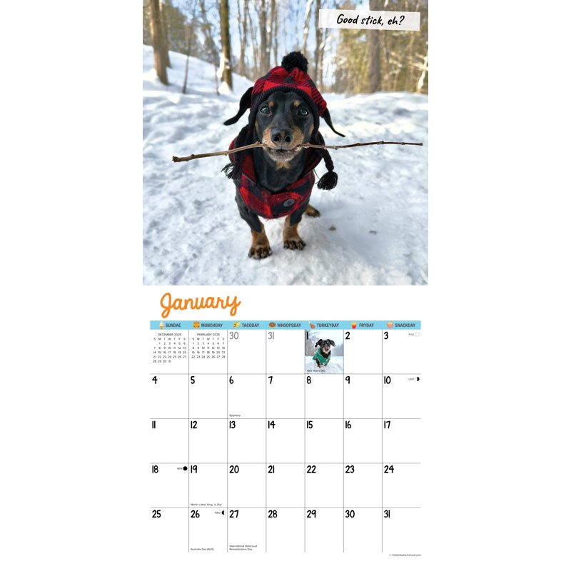 Crusoe the Celebrity Dachshund 2026 Wall Calendar - Adorable Dog Humor