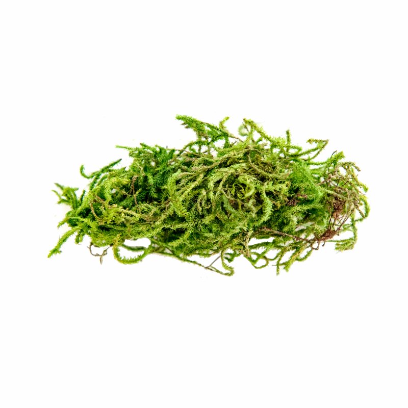 Green Preserved Forest Moss for Floral & Craft Arrangements - 2oz 2 Pack