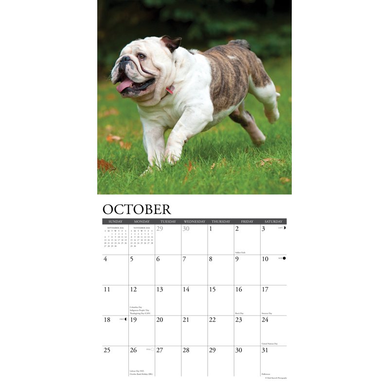 Bulldogs 2026 Wall Calendar - Cute Dog Portraits for Home & Office