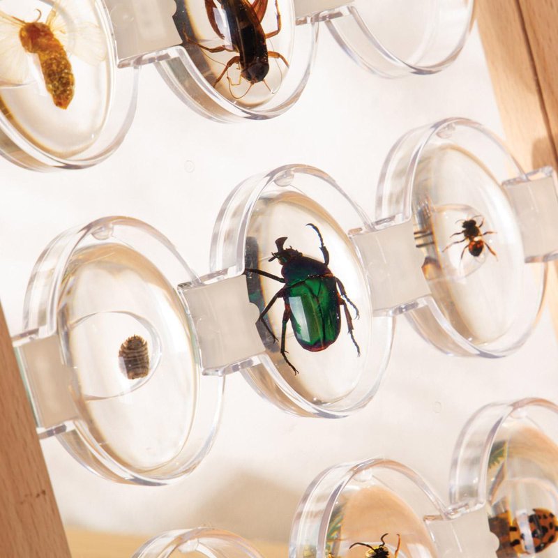 Educational Bug Specimen Stones Set - 9 Pieces for Early Learning