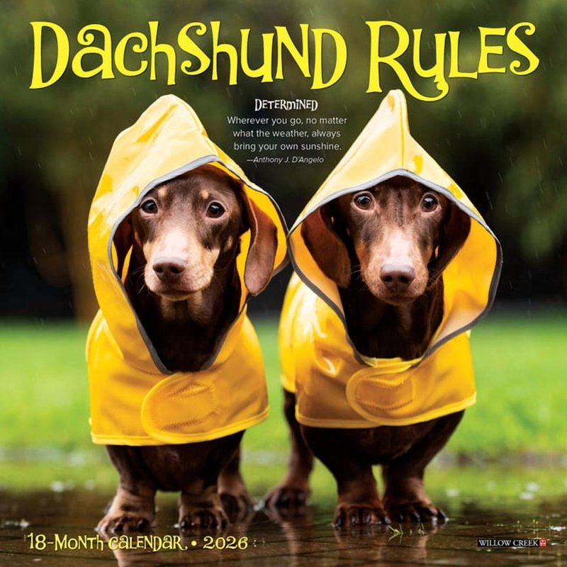 Dachshund Rules 2026 Mini Wall Calendar - Dog Lover Gift