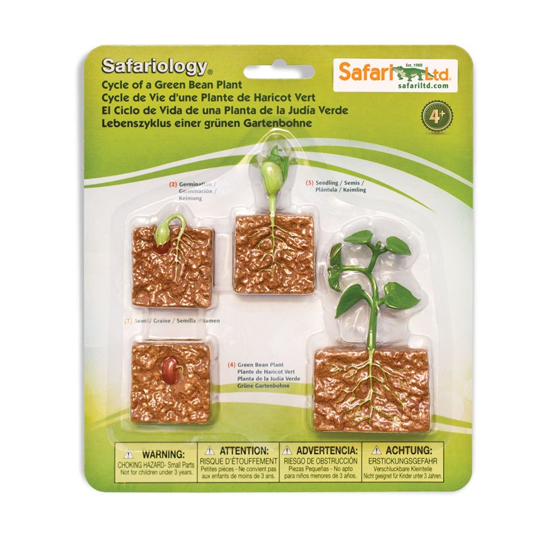 Educational Green Bean Plant Life Cycle Figurine Set for Kids Age 4+