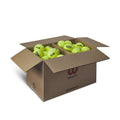 Wilson Triniti Tennis Balls - 72-Count Standard Practice Balls for Clubs