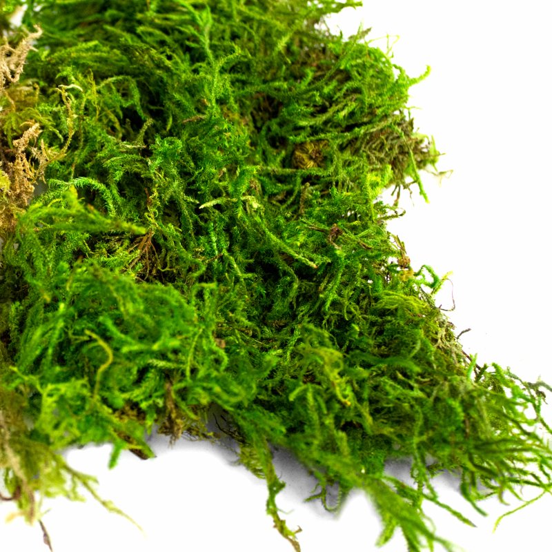 Green Preserved Forest Moss for Floral & Craft Arrangements - 2oz 2 Pack
