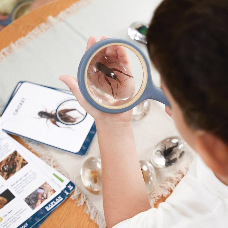 Educational Bug Specimen Stones Set - 9 Pieces for Early Learning