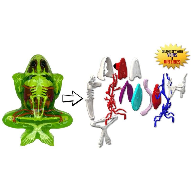 Dissect-It Deluxe Frog Dissection Kit for Kids - Safe STEM Learning Toy