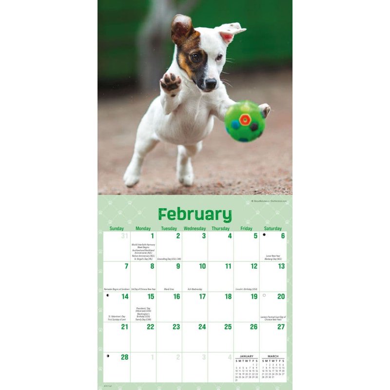 Playful Puppies 2027 Mini Wall Calendar - Adorable Furry Pet Decor