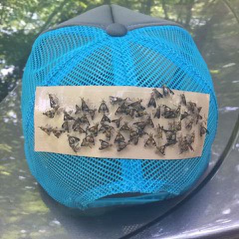 Deer Fly Patches 60 Pack - Natural Odorless Deerfly Repellent for Outdoor Use