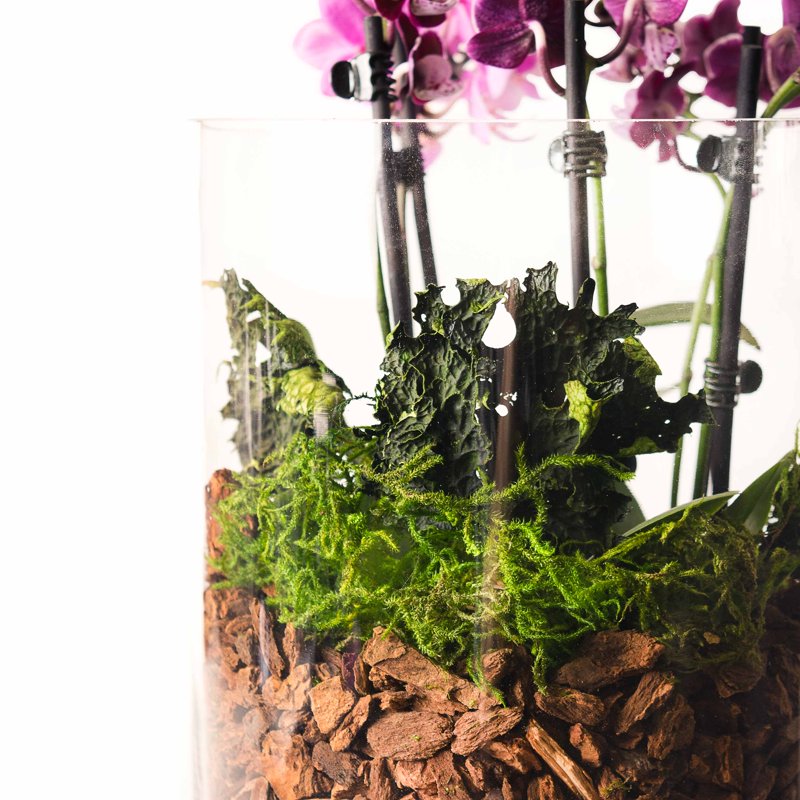 Green Preserved Forest Moss for Floral & Craft Arrangements - 2oz 2 Pack