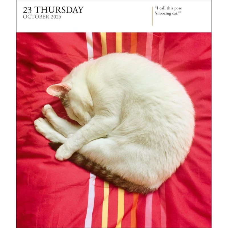 Cat Calendar 2025 Gallery Desk Calendar with Stunning Cat Photos - Desktop Display