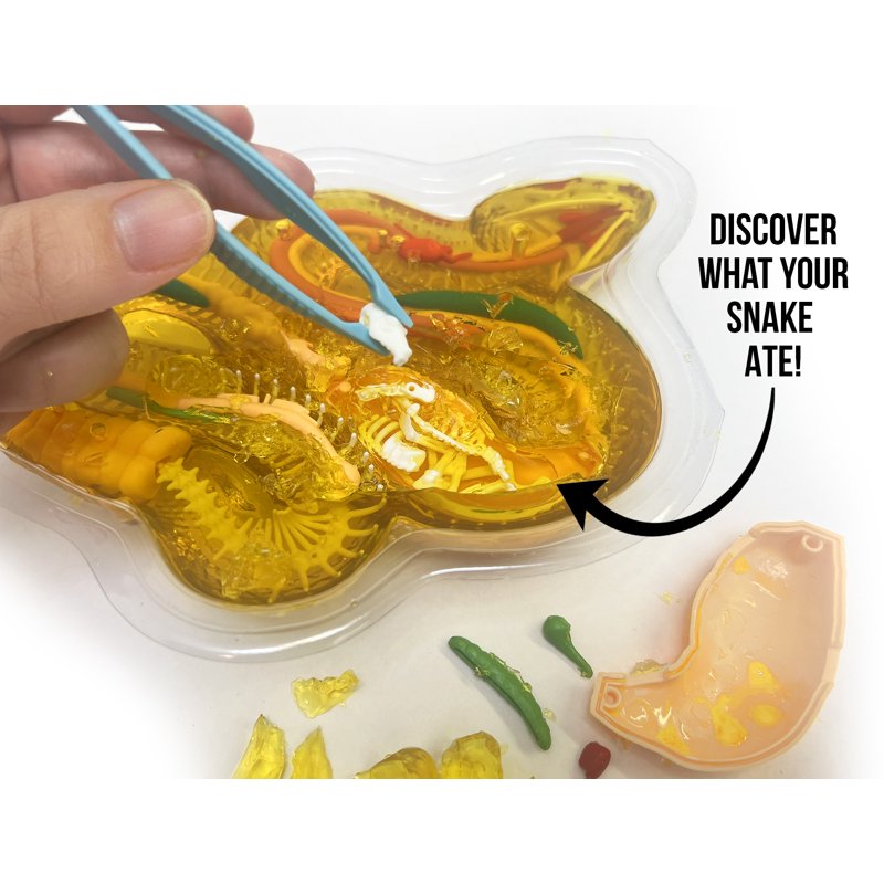 Kids Dissection Kit Rattlesnake Science Set with Realistic Anatomy & Tools