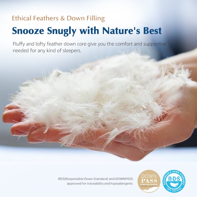 Organic Cotton Goose Feather Down Pillow Inserts 18x18 Inches Set of 2