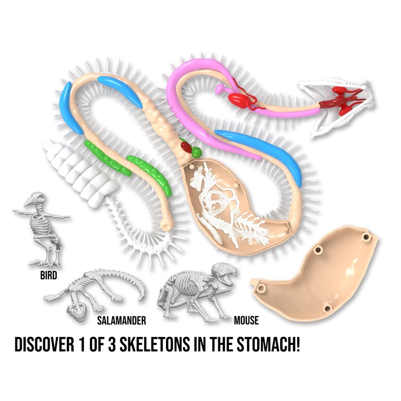 Kids Dissection Kit Rattlesnake Science Set with Realistic Anatomy & Tools
